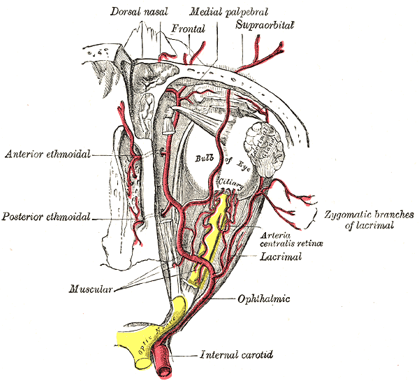 Vascular Anatomy