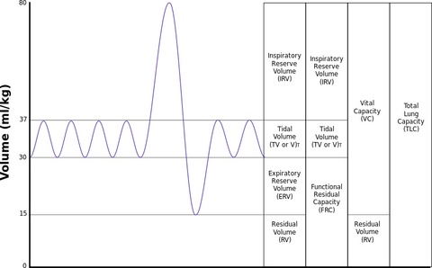Graphical demonstration of various lung volumes.  Image obtained from http://commons.wikimedia.org/wiki/File:Lungvolumes.svg.