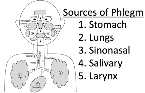 Sources of Phlegm
