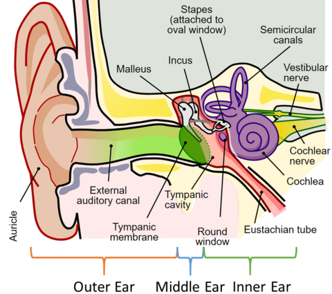 Anatomy of the Human Ear