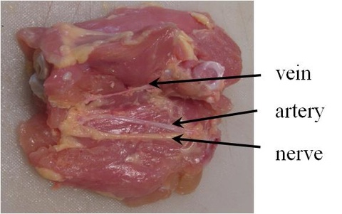 Chicken%20thigh%20labeled.jpg Chicken%20thigh%20labeled
