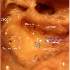 Figure 8D.jpg