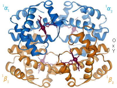 Hemoglobin_t-r_state_ani