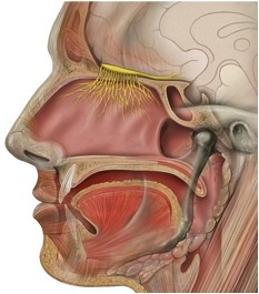 Olfactory
