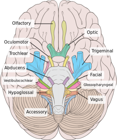 cranial%20nerves.png cranial%20nerves