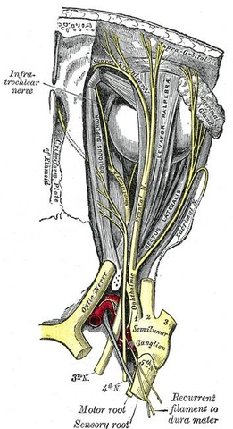 ophthalmicjpg.jpg ophthalmicjpg