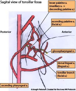 sagital tonsil blood supply