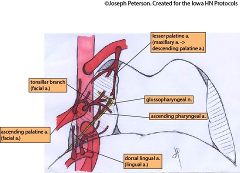 tonsil blood supply.jpg tonsil blood supply