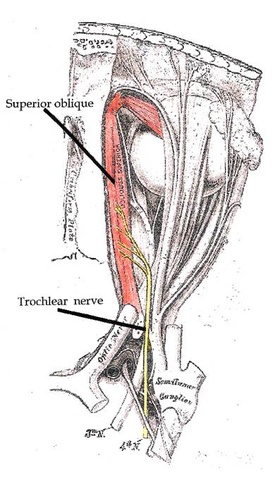 trochlear1