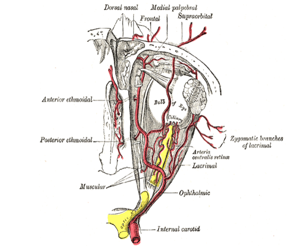 Septoplasty For Nasal Obstruction Indications and Techniques | Iowa ...
