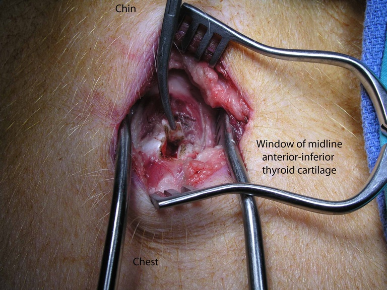 Retractors exposing thyroid cartilage of pig