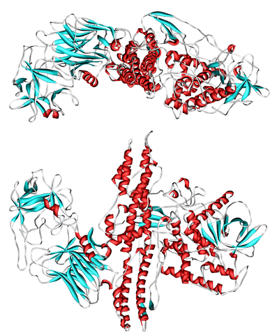 #1 adapted from http://www.pdb.org/pdb/files/3BTA.pdb using Accelrys DS Visualizer 2.01