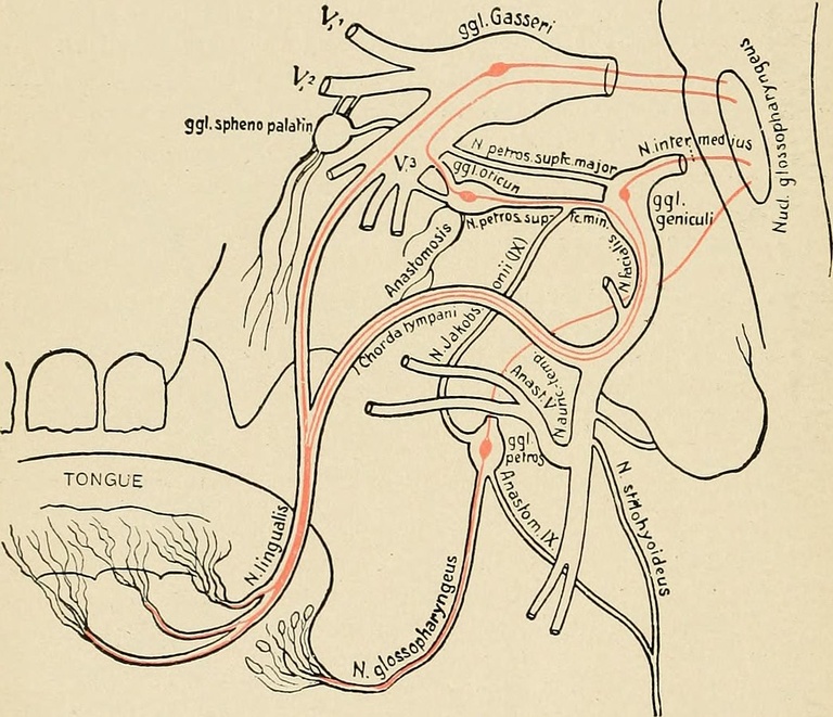 With permission from wikicommons - By Internet Archive Book Images - https://www.flickr.com/photos/internetarchivebookimages/14767286011/Source book page: https://archive.org/stream/textbookofhumanp00tige/textbookofhumanp00tige#page/n519/mode/1up, No rest