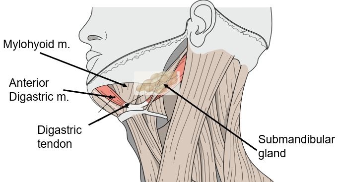 Figure 3. Relevant neck anatomy. Adapted from Wiki Commons images with permission. 