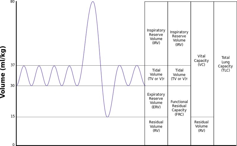 Graphical demonstration of various lung volumes.  Image obtained from http://commons.wikimedia.org/wiki/File:Lungvolumes.svg.