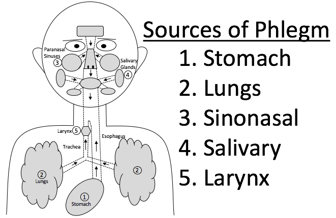 Sources of Phlegm.png