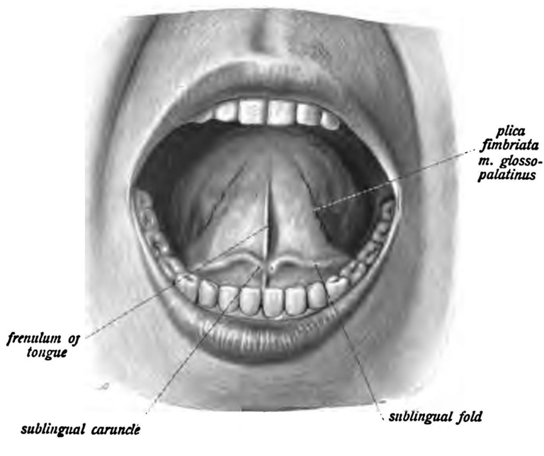 Sublingual Folds (By Dr. Johannes Sobotta - Sobotta&#039;s Atlas and Text-book of Human Anatomy 1906, Public Domain, https://commons.wikimedia.org/w/index.php?curid=29847522)