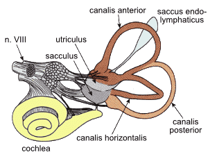 image from wikicommons with permission By VestibularSystem.png: *VestibularSystem.gif: user:Thomas.haslwanterderivative work: Ortisa (talk)derivative work: Icewalker cs (talk) - VestibularSystem.png, CC BY-SA 3.0, https://commons.wikimedia.org/w/index.php
