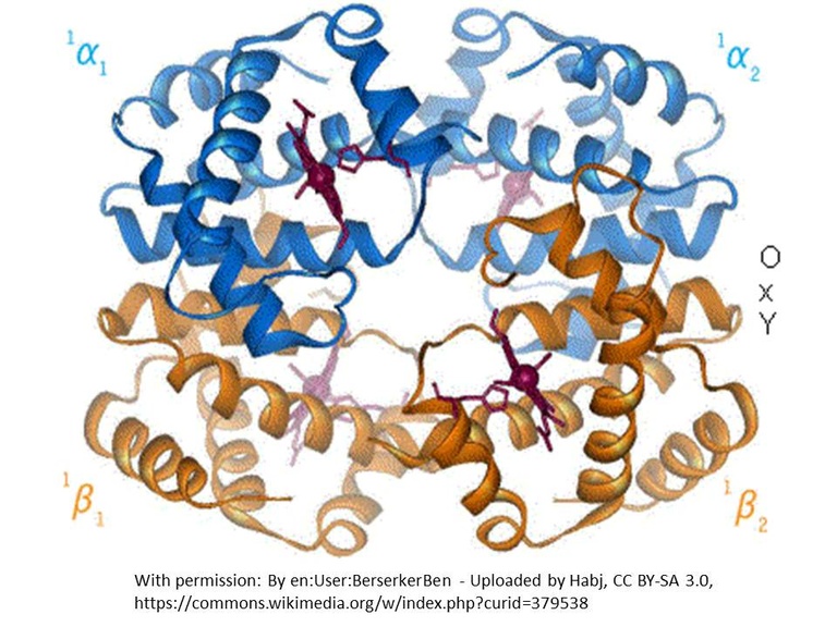 hemoglobin.jpg