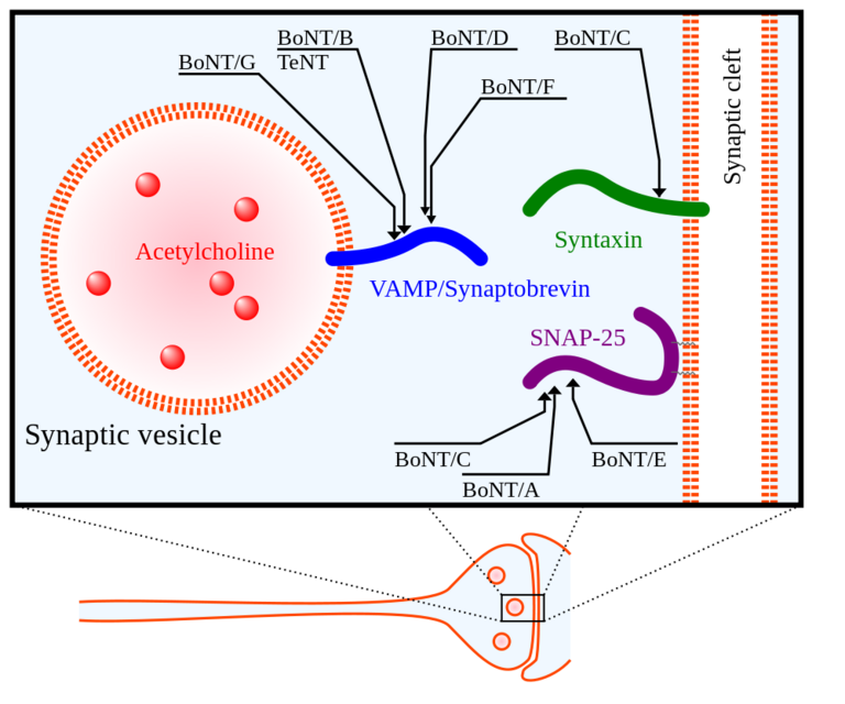 (image access from wiki commons  author = Y tambe http://commons.wikimedia.org/wiki/File:Presynaptic_CNTs_targets.svg)