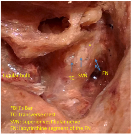 FIgure 9 C.jpg