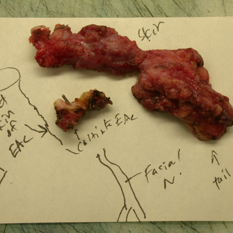 Diagram of Surgical Anatomy